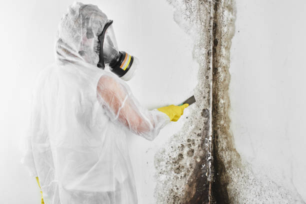 Best Attic Mold Removal  in Halsey, OR