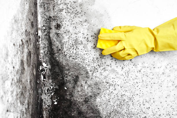 Best Professional Mold Removal  in Halsey, OR