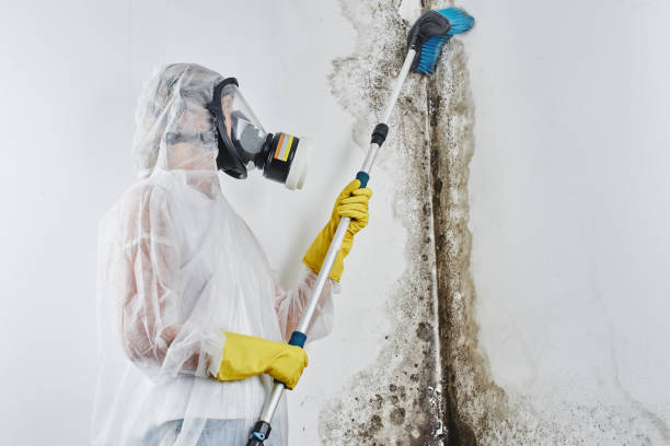 Best Office Mold Removal Services  in Halsey, OR