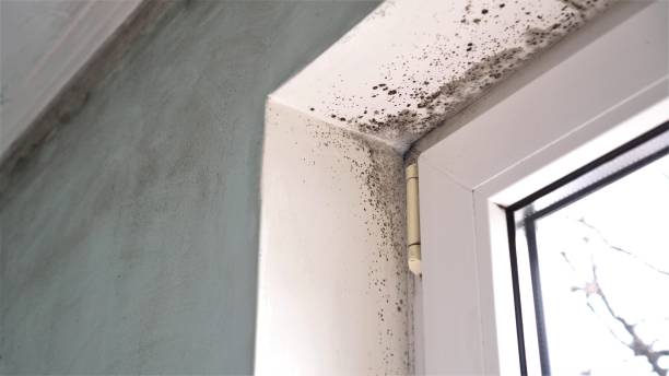 Best Mold Remediation  in Halsey, OR