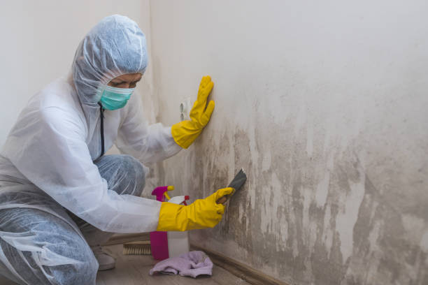 Best Office Mold Removal Services  in Halsey, OR