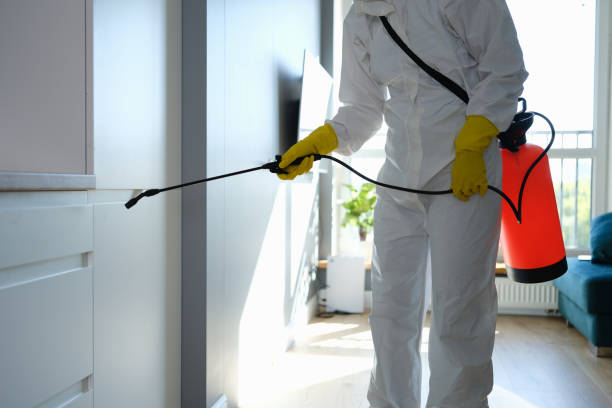 Best Best Mold Removal Companies  in Halsey, OR