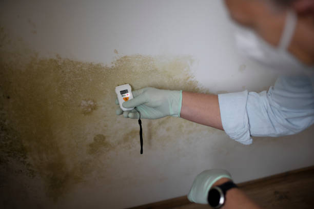 Trusted Halsey, OR Mold Removal Experts