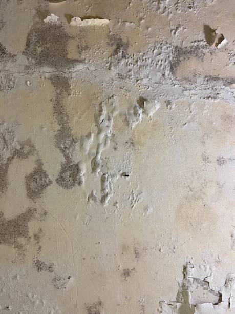 Office Mold Removal Services in Halsey, OR