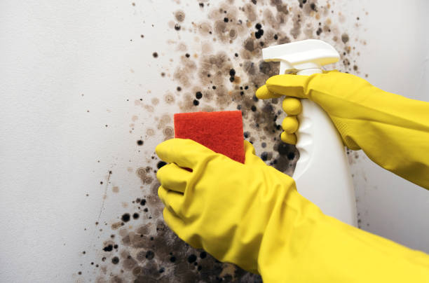 Mold Removal and Inspection in Halsey, OR