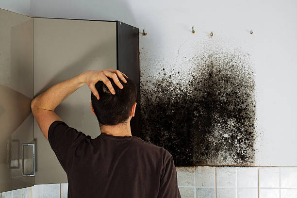 Best Fast Mold Removal  in Halsey, OR