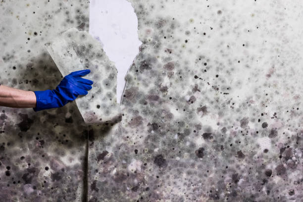 Best Mold Cleaning Services  in Halsey, OR
