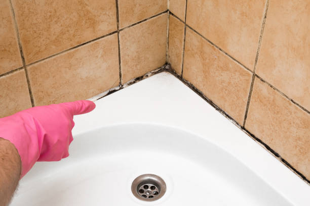 Best Affordable Mold Removal  in Halsey, OR